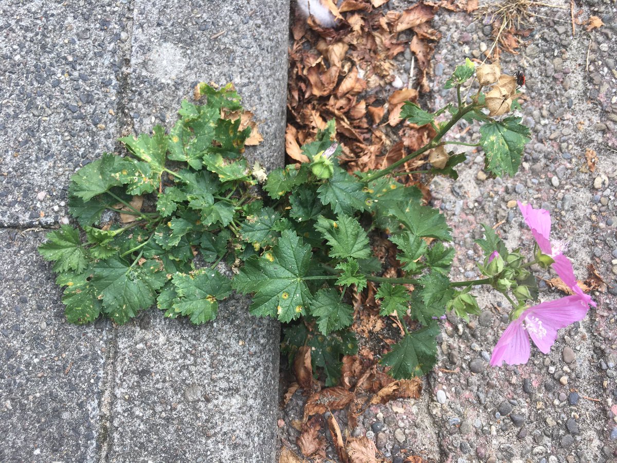 Not 100% sure but suspect this is Greater Musk-mallow (Malva alcea)  #pavementplants