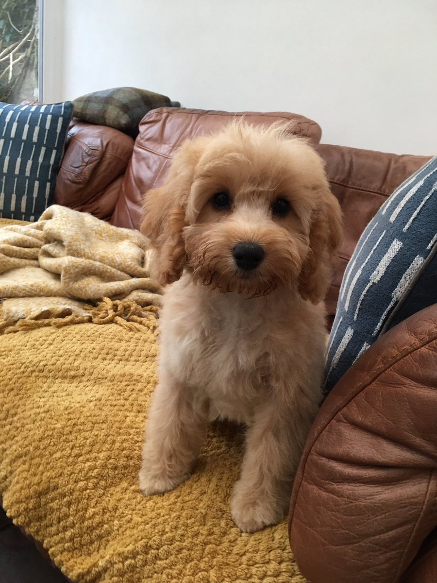 pauljonesking's tweet photo. @Groom2U thank you for #marthathecockerpoo first #groom she stay clean for all of 30 mins and then returned to #roancottage to play in the pond and dig a hole in the #cottagegarden #cockerpoo #bonesofloftus #loftus #northyorkshirecoast @cjk_chris https://t.co/x3IYBSH6tW