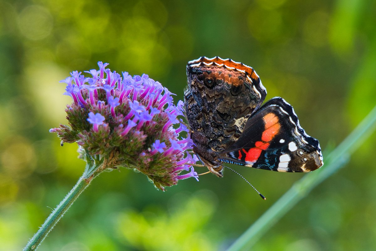 Admiral
#sonyalpha6400 #zeiss1670 #madewithlumimar4 #BUTTERFLY #arboretum #nature #NaturePhotography #natur