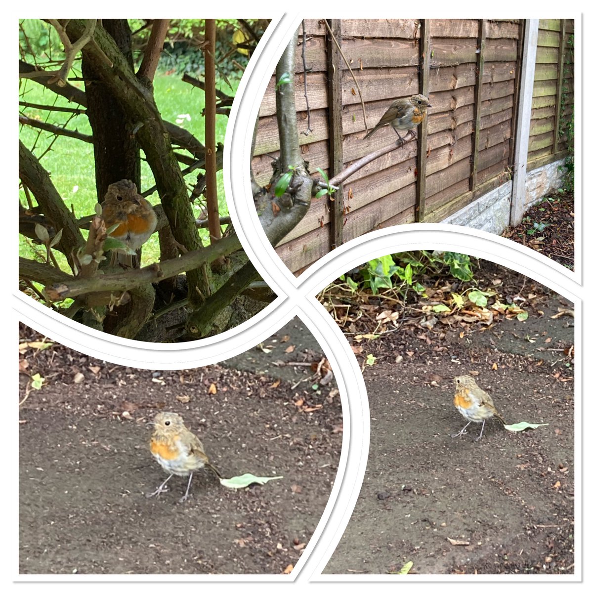 AuntyEmesis's tweet photo. Rudy the Robin - our new โpetโ ๐ #wildlife #neumannsnaturewatch #friendlychap https://t.co/j4vHh1CiIw