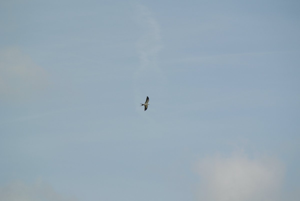 kakawiduck's tweet photo. Great views of a lifer Swallow-tailed Kite in Bowling Green on 2 Aug 2020. Stuck around for a few days before heading off. | #birding #bird #birdphotography #birder #nature #sciencetwitter https://t.co/SI5F5IZpHL