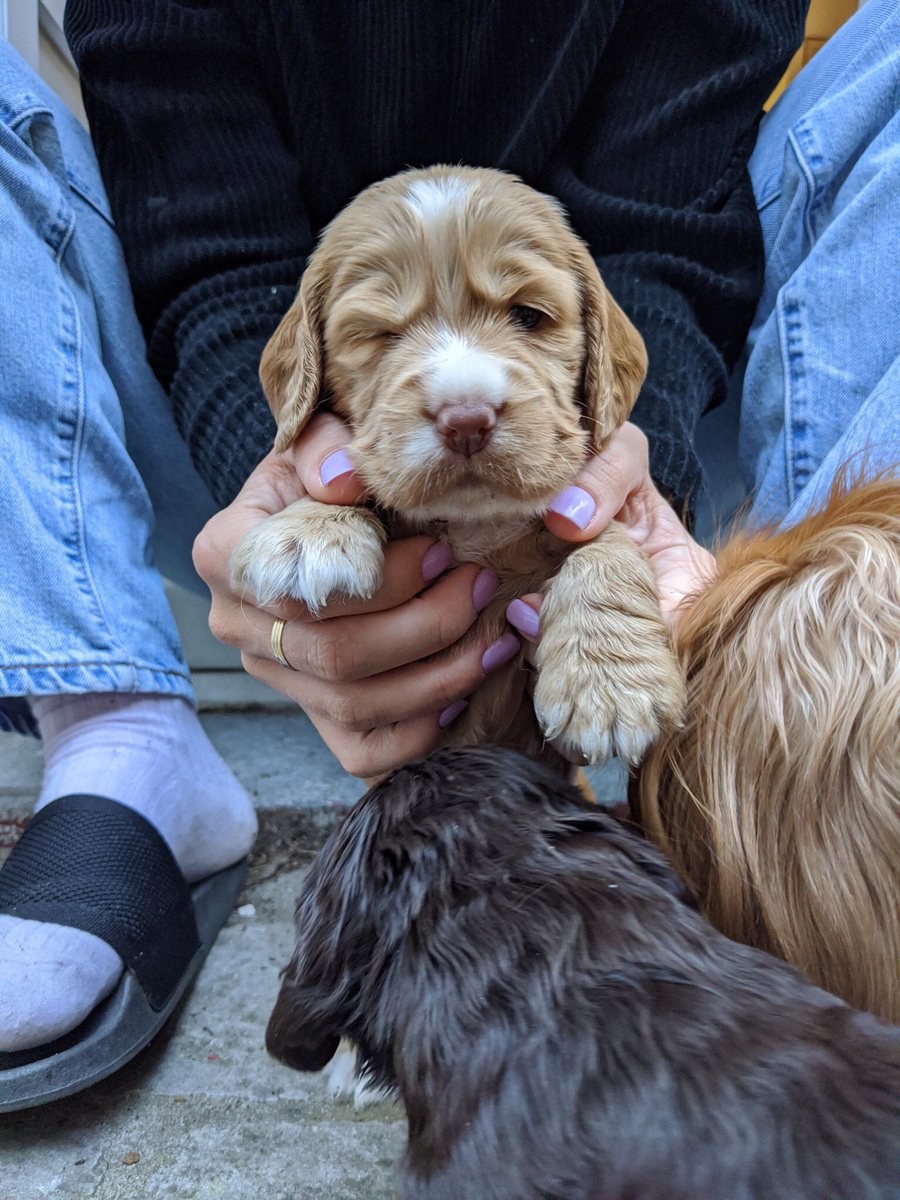 Aub, ik bless jullie tijdlijn met onze puppies