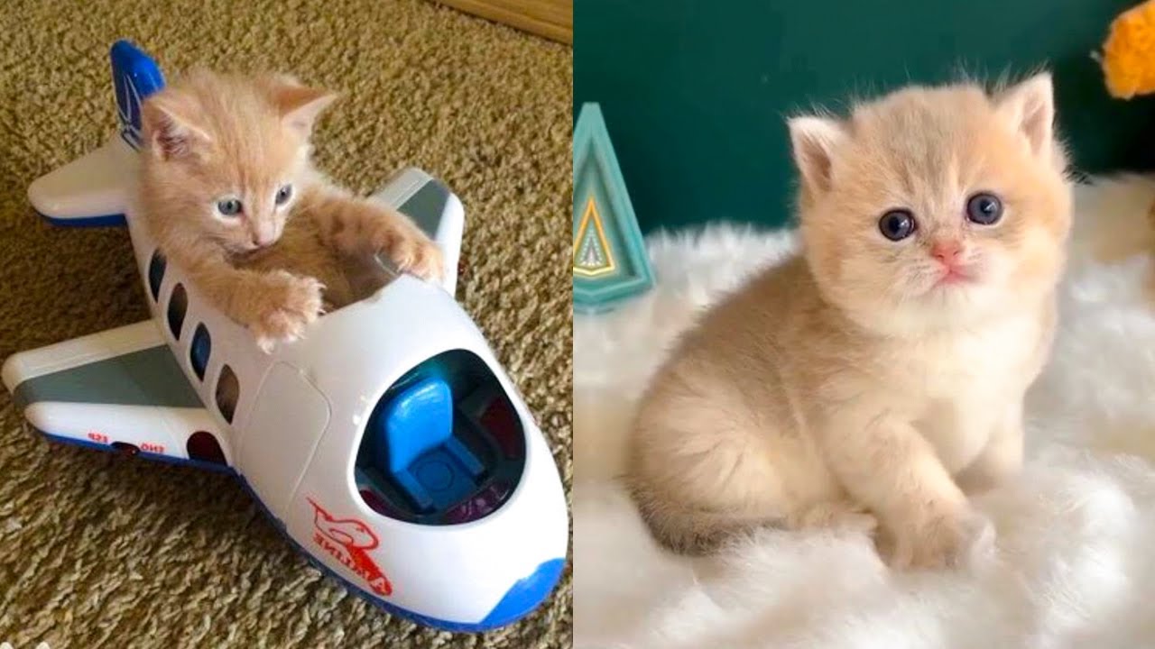 Meow Moe on Twitter: Meow Moe on Twitter:
