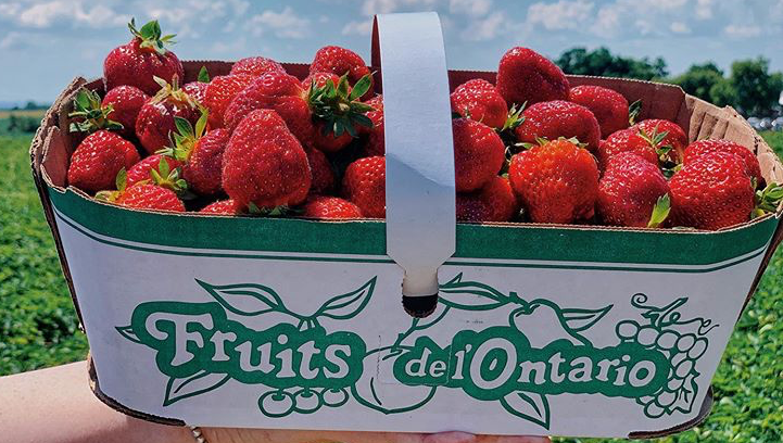 YorkFarmFresh's tweet photo. Congrats to our July #PassporttoFresh winner Tam Lu.  She had a sweet passport stamp entry 😍 🍓 https://t.co/FxU682LuKD
