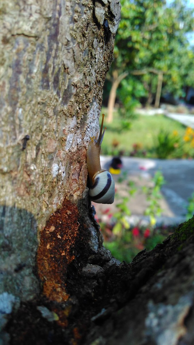 anggun_is's tweet photo. Lagi suka motoin si Geri nihh..
Grgr ketemu si geri dibalik bunga tak berdaya dan kehilangan arah.
Ambil, langsung jadi objek perpotoan 😅..
Tenang.. tetep aku balikin di habitat aslinya kok 👌

Cuma take dari hp jadul red** 2..
Not bad juga 😍 https://t.co/kLVDhK50DP