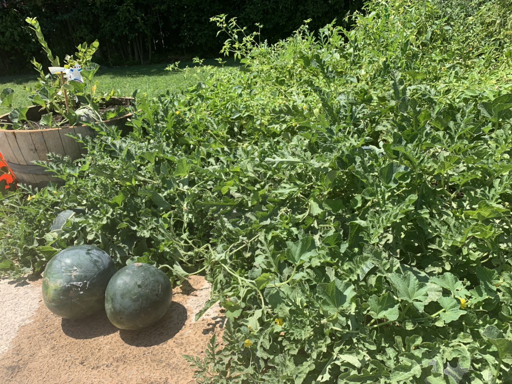 Best watermelons I’ve ever grown since starting the Linwood garden 13 years ago! The secret? Be patient! Let them grow and listen to them. Sounds like good advice for all of us! #LinwoodLeads <a href="/NatTay10/">Natalie Taylor</a> <a href="/cates_julie/">Julie Cates🍊🍋🐄</a> #visaliaUSD <a href="/tulcofb/">Tulare County Farm Bureau</a>
