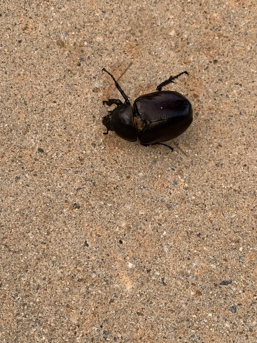 mjacksonscholar's tweet photo. This little guys was not so little!!! About 3 inches long!!! #outsiders #outside #adventure #bugwatcher #bugslife #beatle #bugs https://t.co/gLvTGombQ3