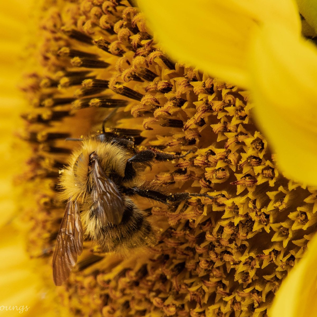 Debo37y's tweet photo. Mason bee enjoying a sunflower. Has anyone else seen random sunflowers appearing in their garden? #gardenphotography #beeonflower #bee #beesofinstagram #wildlifephotography #sunflower #macrophotography #macromoments  #nature #naturephotography https://t.co/QlYygTJlKD