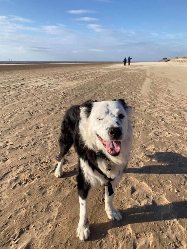 ✨Rosie✨ tweet media