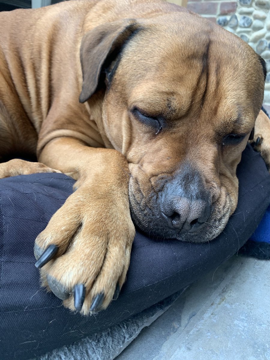 Stanley Bear has had a long day dodging showers ☔️ &amp; running on the beach! Wishing everyone a #SleepySunday  ❤️                                       
1. Post a photo of your best friend 
2. Sign the petition
3. Retweet
#tukslaw

petition.parliament.uk/petitions/3000… ✍️