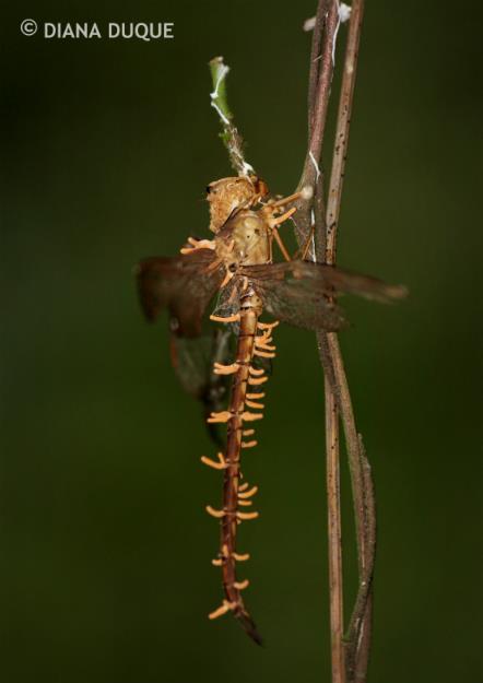 Lizduquesa's tweet photo. Entomopathogenic fungus en libélula, hongo parásito que se adhiere a la superficie externa de los insectos en forma de esporas que luego germinan, matándolo poco a poco — en el bosque Caparo 
#Barinas #BiodiversidaddeCaparo #16Agosto https://t.co/RshRyLG6AB