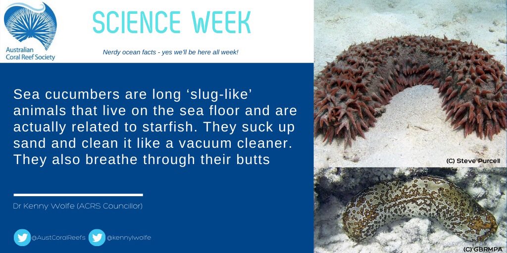 What animal vacuums the ocean floor and breathes through its butt? The favourite animal@of @kennylwolfe #NationalScienceWeek
