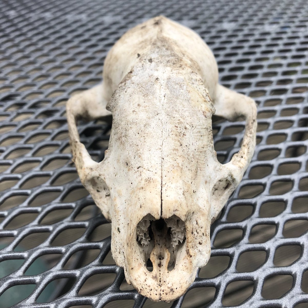 //I found a badger skull in the woods today...cleaned it up and the next step is to bleach it.