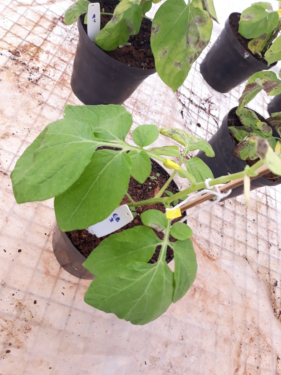 Amarildo_lsjr's tweet photo. Biocontrol of Phytophthora infestans by Bacillus velezensis (strain B157)
.
P.s. Yellow label indicates leaves treated with B. velezensis.
.
@ufvplantpath @ufvbr #bacillus #ufv #ucbteam #biocontrol #biofungicide https://t.co/1Tu83yQj7H
