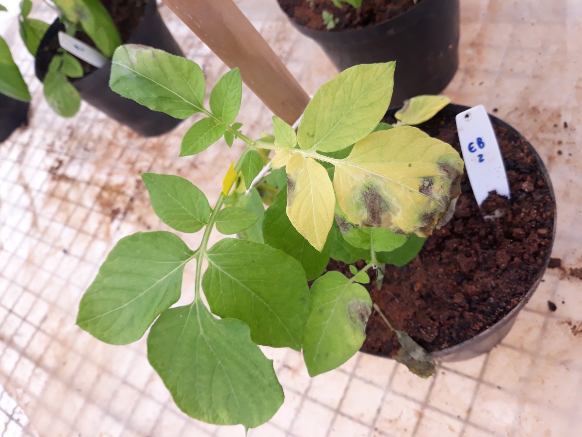 Amarildo_lsjr's tweet photo. Biocontrol of Phytophthora infestans by Bacillus velezensis (strain B157)
.
P.s. Yellow label indicates leaves treated with B. velezensis.
.
@ufvplantpath @ufvbr #bacillus #ufv #ucbteam #biocontrol #biofungicide https://t.co/1Tu83yQj7H