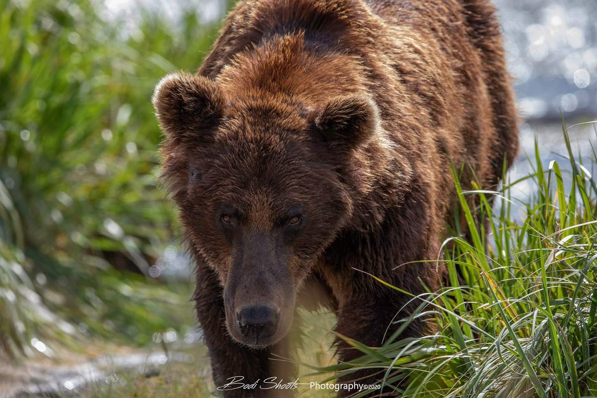 BodiShoots's tweet photo. Face To Face
Alaska
*best when viewed full screen
https://t.co/AQC08H1UCx for more https://t.co/HuSEuf126j