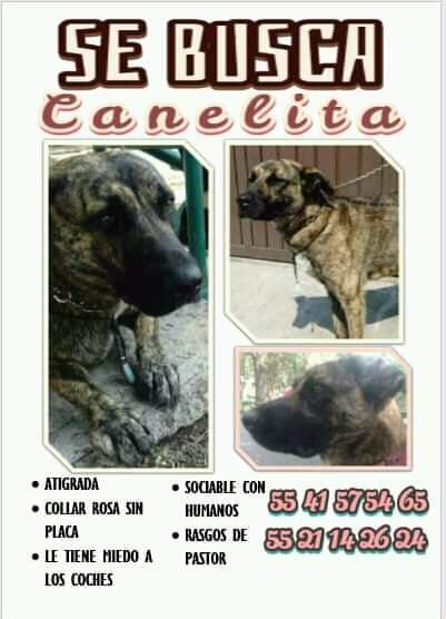 twilight_uwu's tweet photo. @mvallejoromero @gllgina1_ll @AdoptaAtizapan @iztalccihuatl @Apoyo_Croqueton @MarianimaLOVERS Podrías enviarme fotos?, se parece a la perrita que estoy buscando https://t.co/8Fq8nDDXKQ