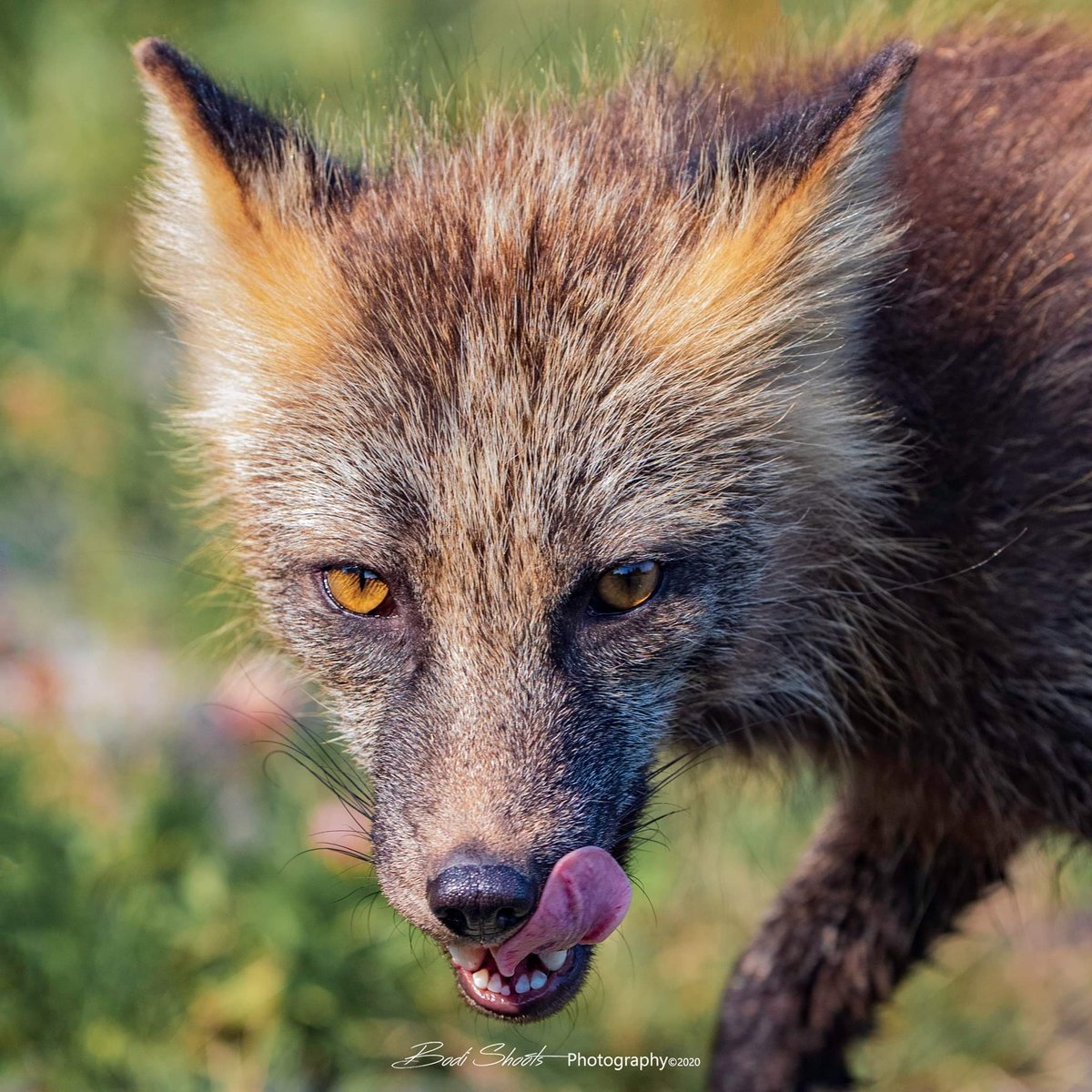 BodiShoots's tweet photo. Kodiak Cross Fox -- Kodiak, Alaska
See more at https://t.co/Z3XO0HuEeg https://t.co/sznH49fVnx