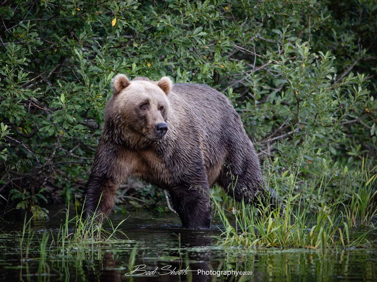 BodiShoots's tweet photo. Kodiak Brown Bear
just about the most perfect bear I've ever seen,  just beautiful! such a pleasure to watch. this may be my very favorite bear shot I've taken
Buskin River- Kodiak, Alaska
See more at https://t.co/Z3XO0HuEeg https://t.co/KCBybOGt6j