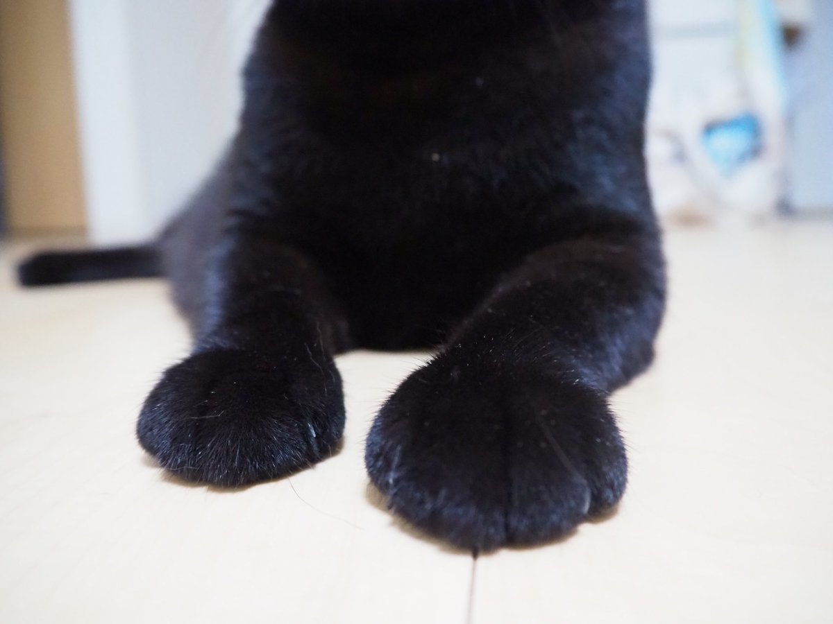 黒猫uniko 猫のおててはなぜこんなにもかわいいフォルムをしているのか かわいくて食べてしまいたい Cat ねこ 猫 黒猫 Blackcat 猫好きさんと繋がりたい 猫のいる暮らし