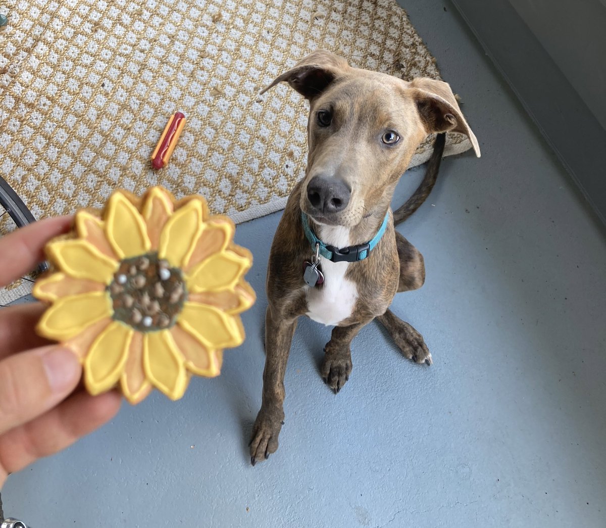 We stopped by Barkery Tails pet store and got these beautiful dog treats for Neptune and a hot dog chew toy. Lol