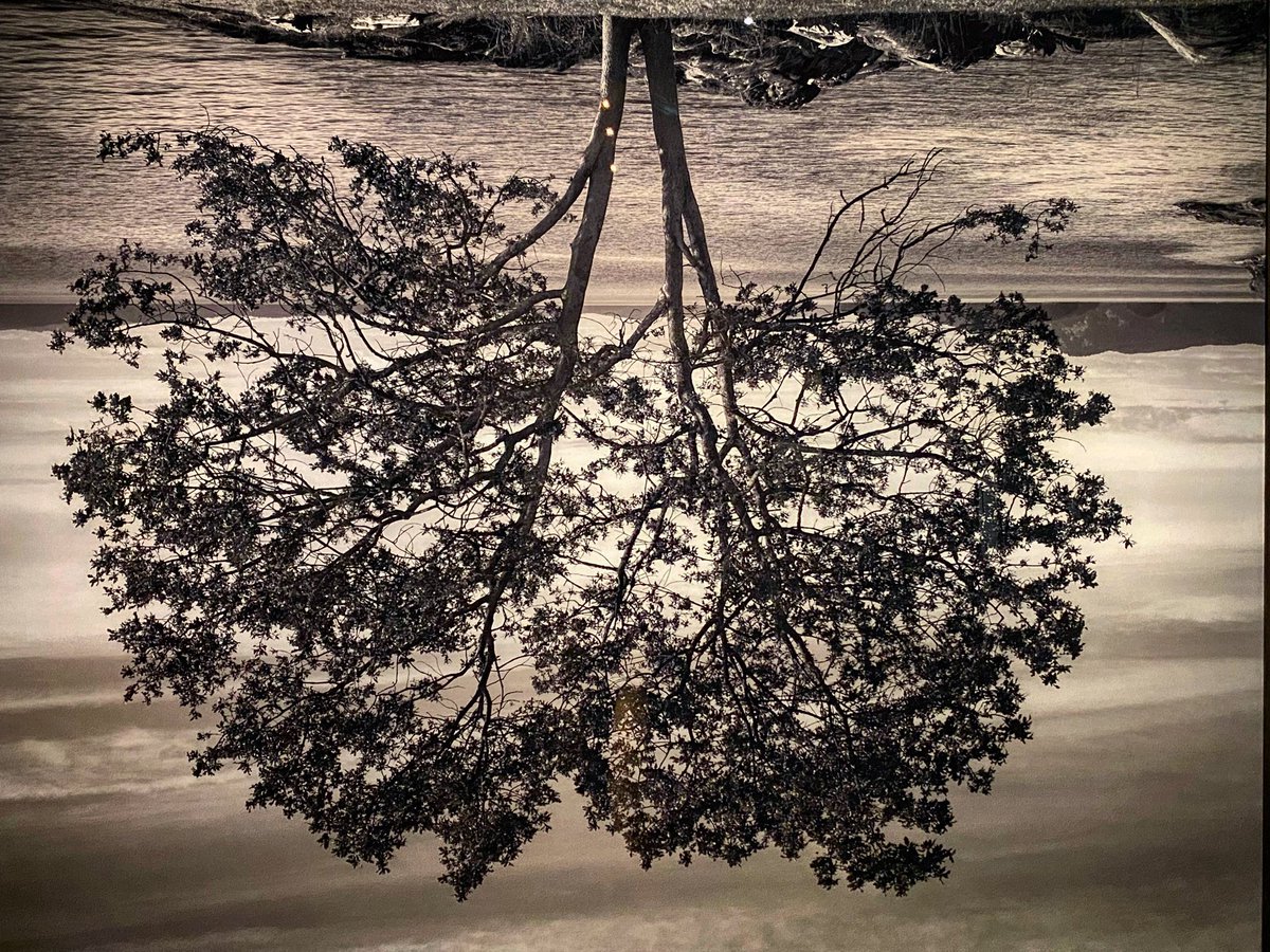 warer's tweet image. As a lover of trees, the #amongthetrees exhibit @haywardgallery is stunning. 
Peaceful and disturbing.

Rodney Graham, Kirsten Evergerg, Roxy Paine, Sally Mann. Just a few of the amazing artists.