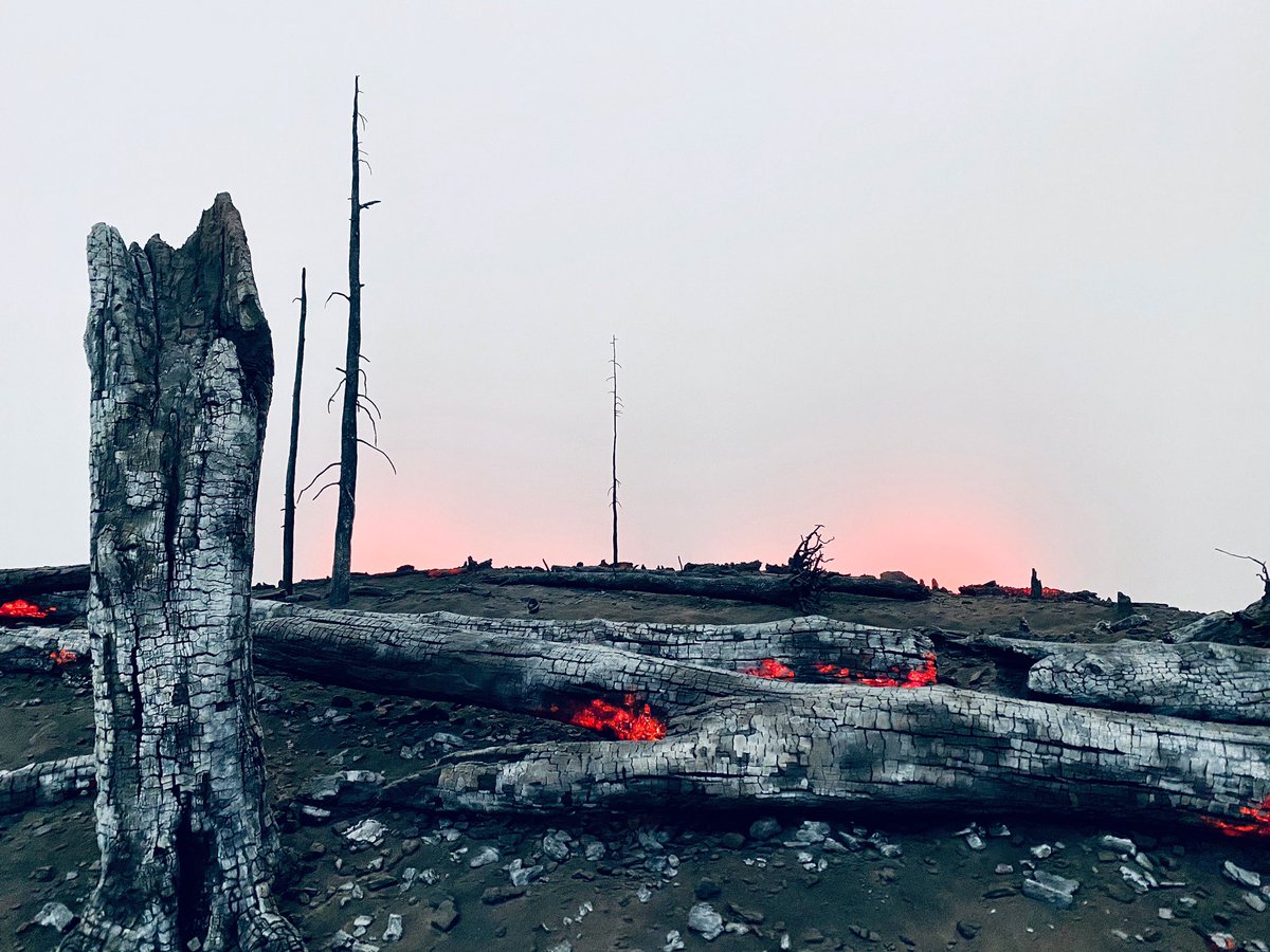 warer's tweet image. As a lover of trees, the #amongthetrees exhibit @haywardgallery is stunning. 
Peaceful and disturbing.

Rodney Graham, Kirsten Evergerg, Roxy Paine, Sally Mann. Just a few of the amazing artists.