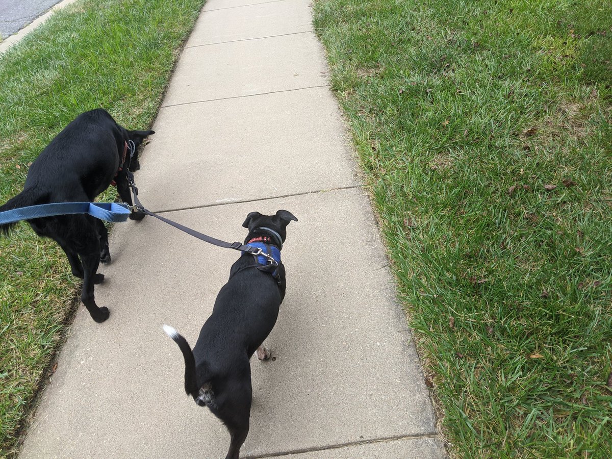 Lunchtime 🐕 walk #summershapeupchallenge #runlikeawolf