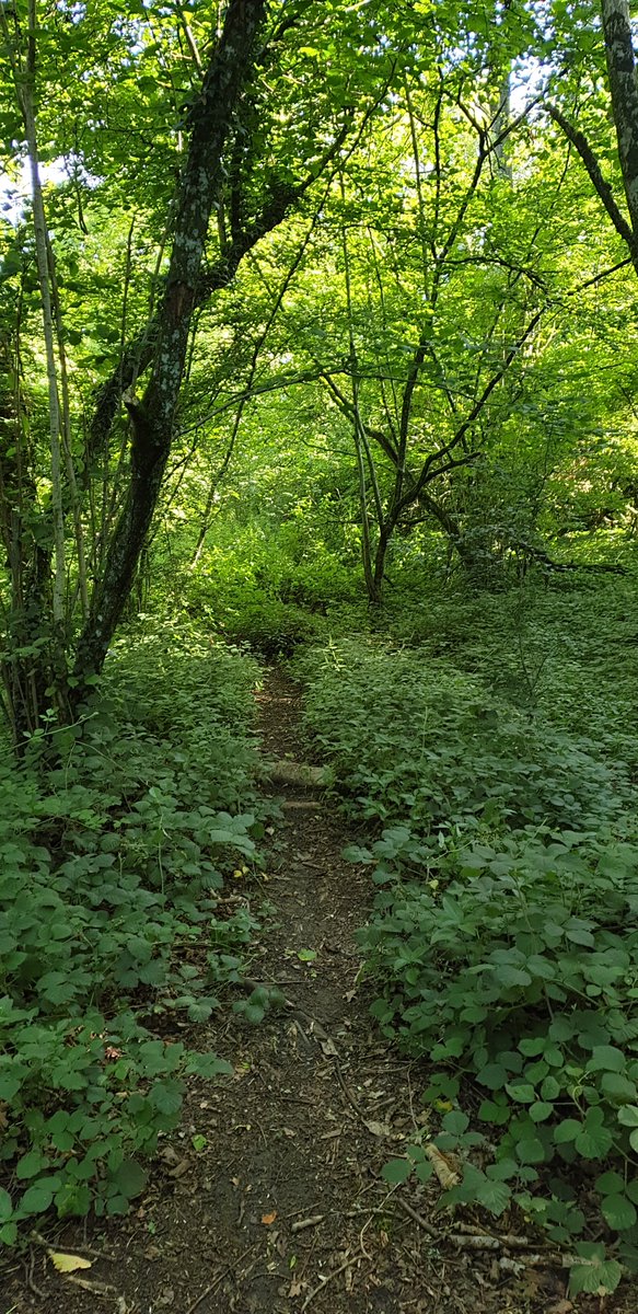 ultrathinking's tweet photo. 17 miles - i only saw 2 other people. Sunday solitude #ukrunchat #runchat #247running #trailrunning https://t.co/vZZiOTCVl1