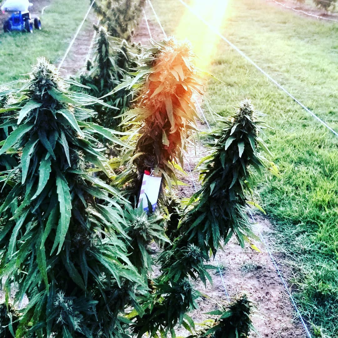 Good morning everyone if you're outdoors for very long don't forget to drink water. #medicatethestate #stickyhandscleanmoney #BlessedAndHighlyFavored #oklahomasky