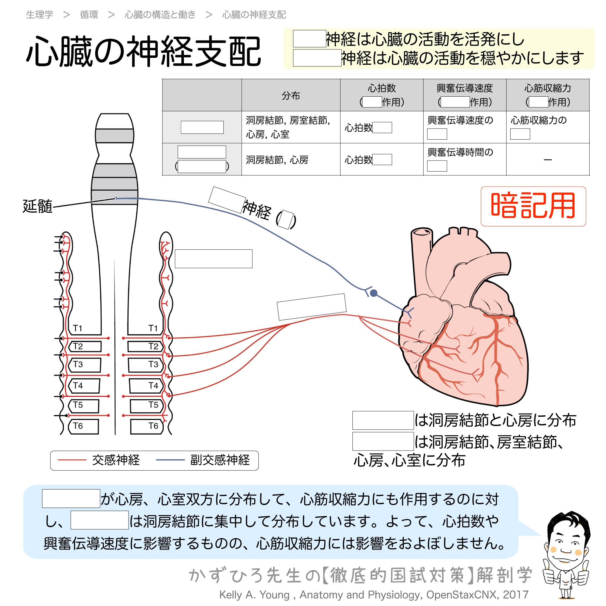 臨床心臓構造学 裁断済 テキスト臨床心臓構造学: 循環器診療に役立つ心臓解剖 | 井川修