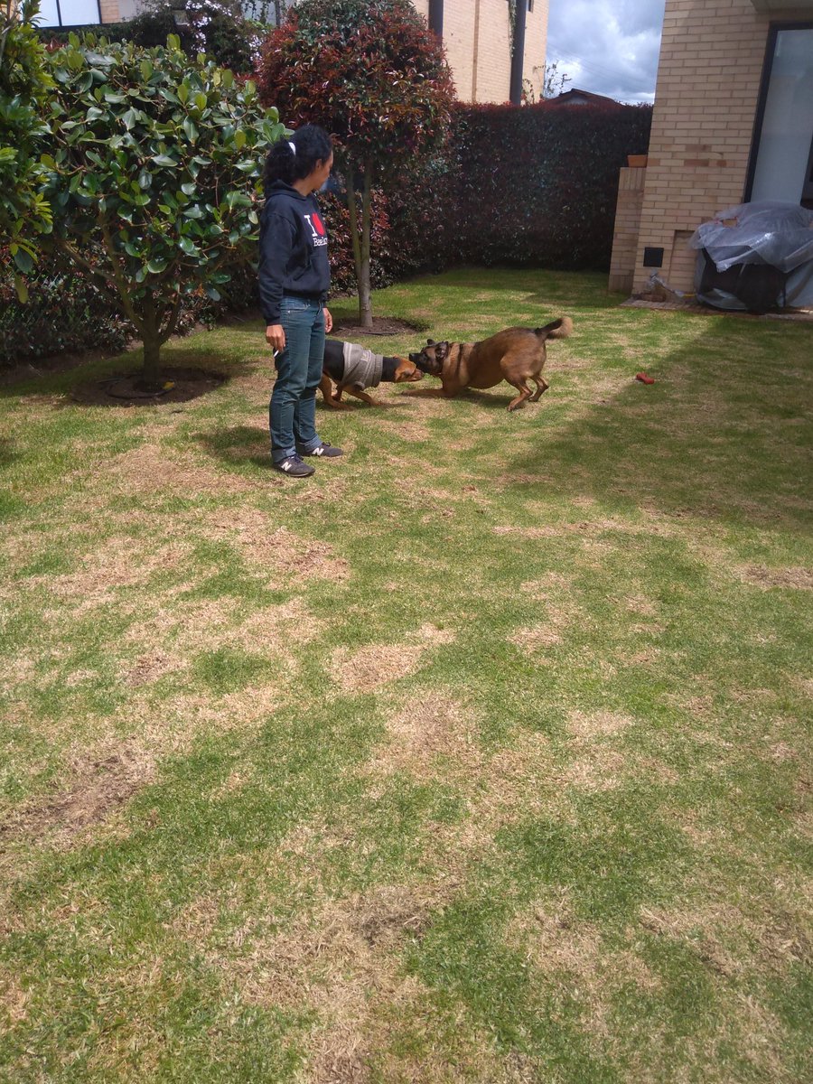 maosilvaa's tweet photo. Estos son Catrina y Mezcal. Nos cambiaron la vida, las prioridades e incluso el proyecto de vida. Hoy somos totalmente felices. #AdoptarMeCambióLaVida https://t.co/agjc58lCid