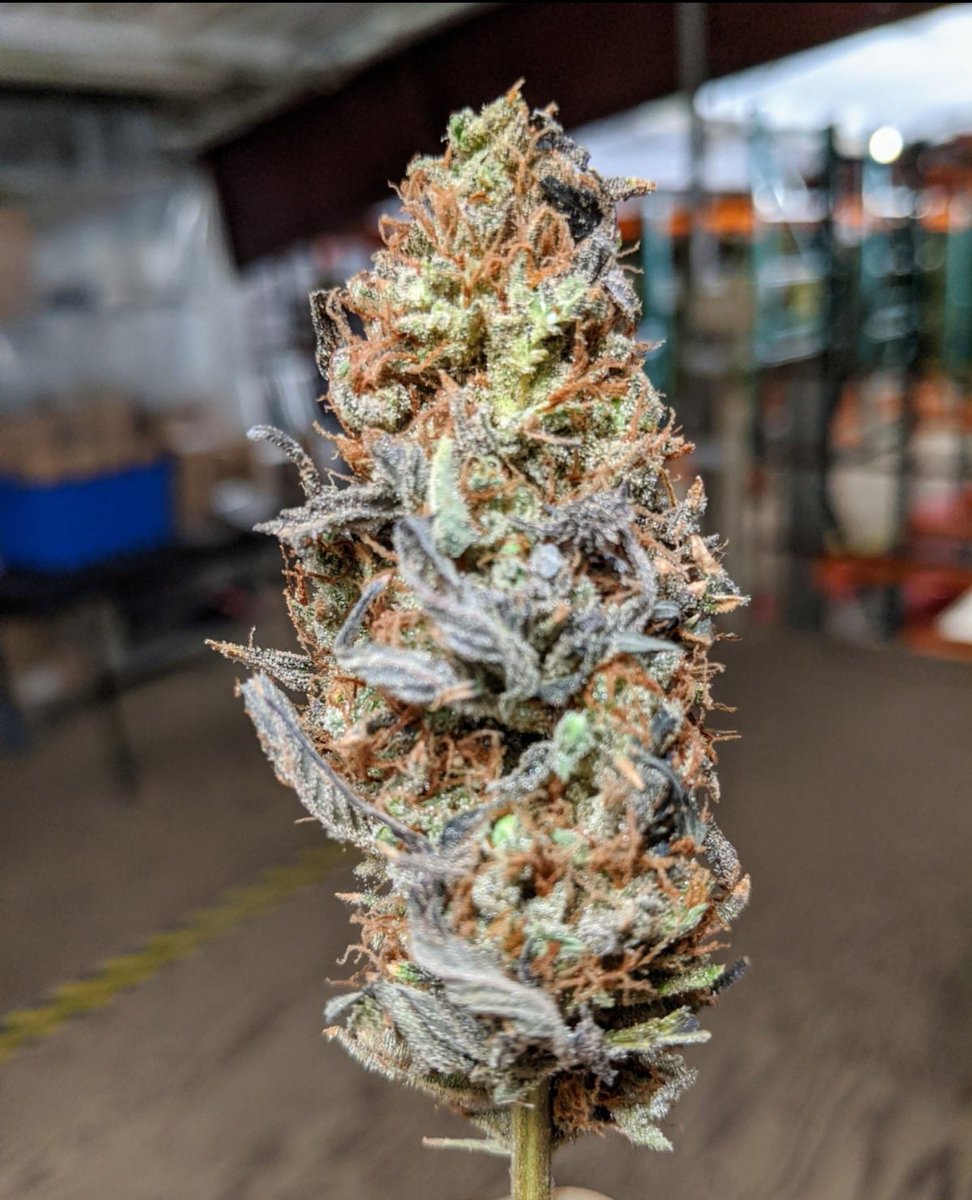 sproutways's tweet photo. much love to Kagyu, Bodhi and Snowhigh for these amazing creations

These Colombian Red pollinated cultivars are unique offerings in the market. Rare landrace heirloom hybrids only from Sproutways https://t.co/gmq5n0Frsv