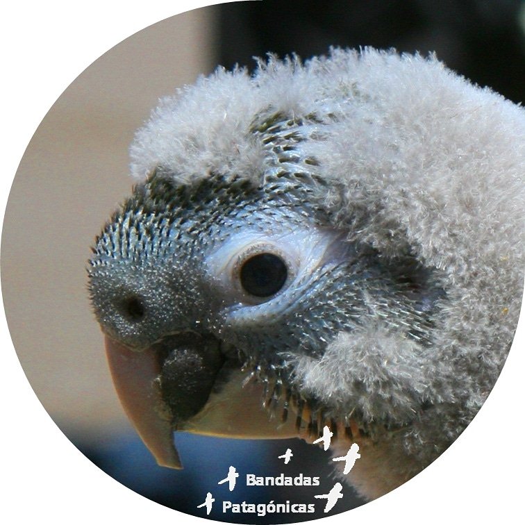 BandadasP's tweet photo. "Mi mamá dice que soy hermoso! Vos qué pensás?"
Desde la mayor colonia de loros del mundo.
 Felíz día a todos los pichones... y los no tanto!!!
(Loro barranquero de una semana de vida - Noviembre de 2019 - Balneario El Cóndor - Río Negro-Argentina)
#birds #parrots #Patagonia https://t.co/nXBlvgT1f7