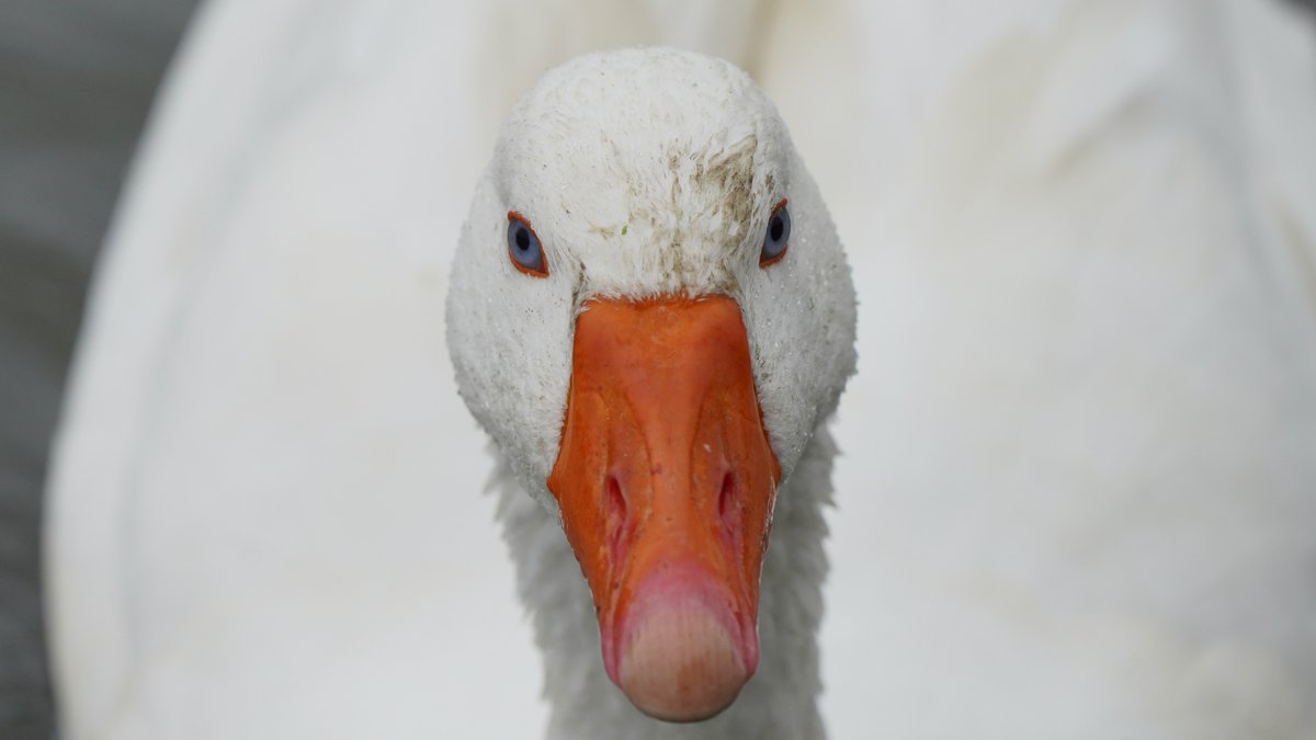 goose