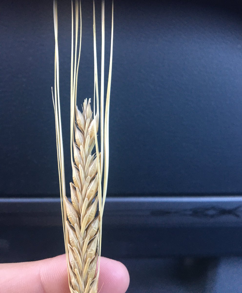 Sheila Elder tweet media