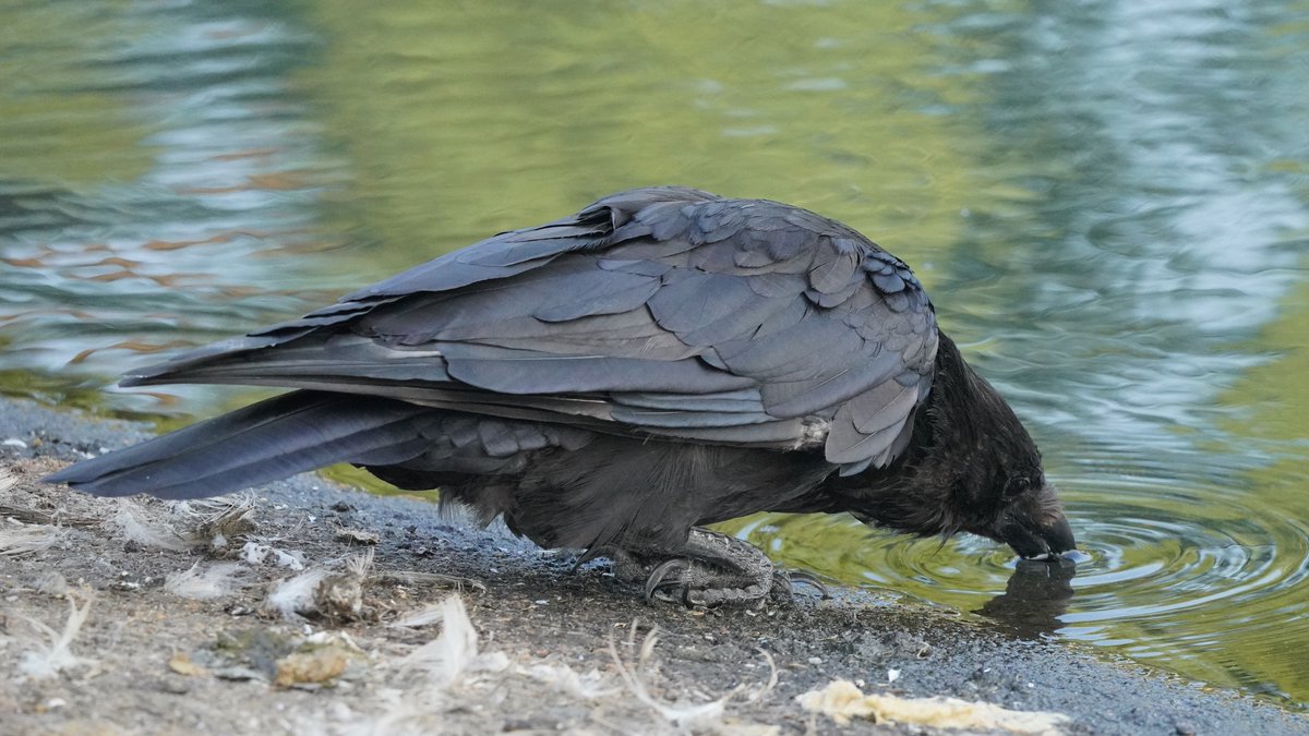 crow