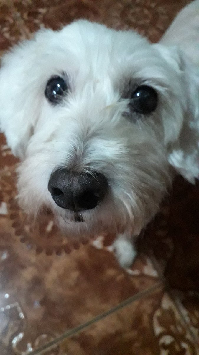FrancyLovely's tweet photo. Una hermosura, mi bella🥰 https://t.co/HWdNGjRNCt