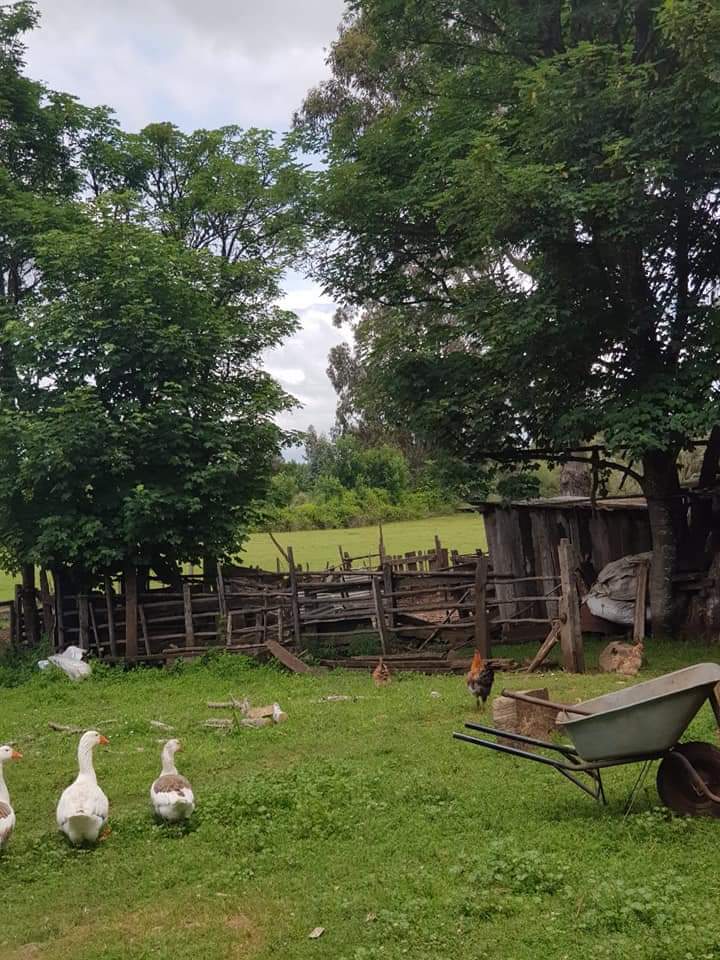 TurismoEnChile's tweet photo. 🍃 Chile rural, a 26 kilometros de Victoria. Un lugar maravilloso donde se escucha el canto de los pájaros y se disfruta la calma. 🍃

#TurismoEnChile 🇨🇱 
Fotos de Paola Castro Leal https://t.co/hX17NZIKXS