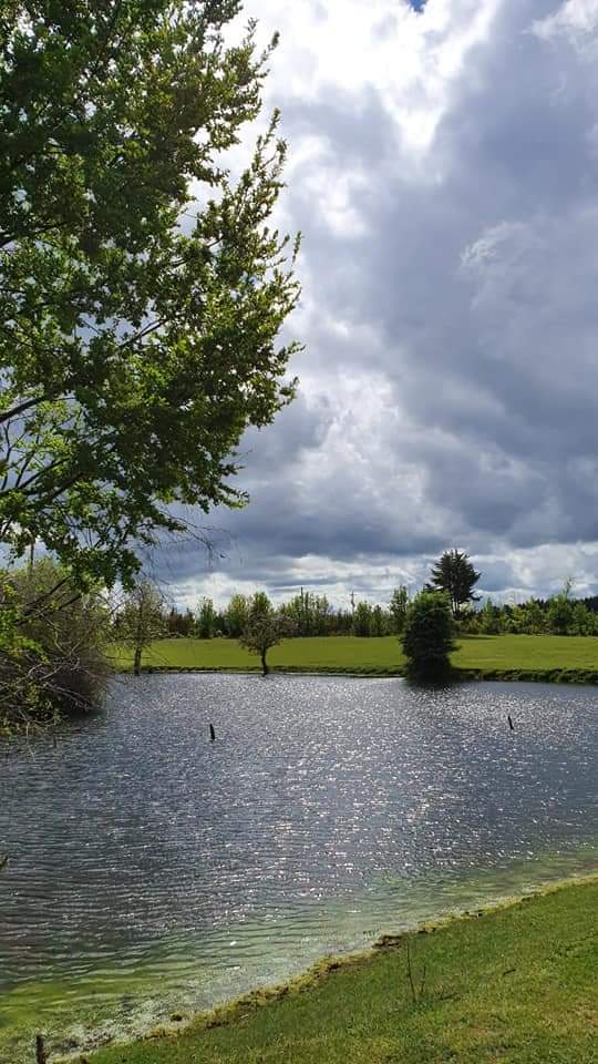 TurismoEnChile's tweet photo. 🍃 Chile rural, a 26 kilometros de Victoria. Un lugar maravilloso donde se escucha el canto de los pájaros y se disfruta la calma. 🍃

#TurismoEnChile 🇨🇱 
Fotos de Paola Castro Leal https://t.co/hX17NZIKXS