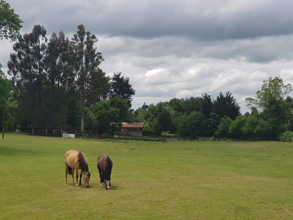 TurismoEnChile's tweet photo. 🍃 Chile rural, a 26 kilometros de Victoria. Un lugar maravilloso donde se escucha el canto de los pájaros y se disfruta la calma. 🍃

#TurismoEnChile 🇨🇱 
Fotos de Paola Castro Leal https://t.co/hX17NZIKXS