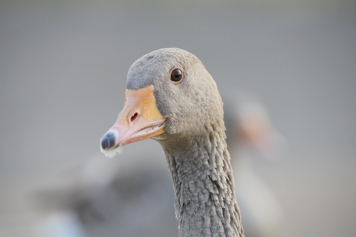 goose