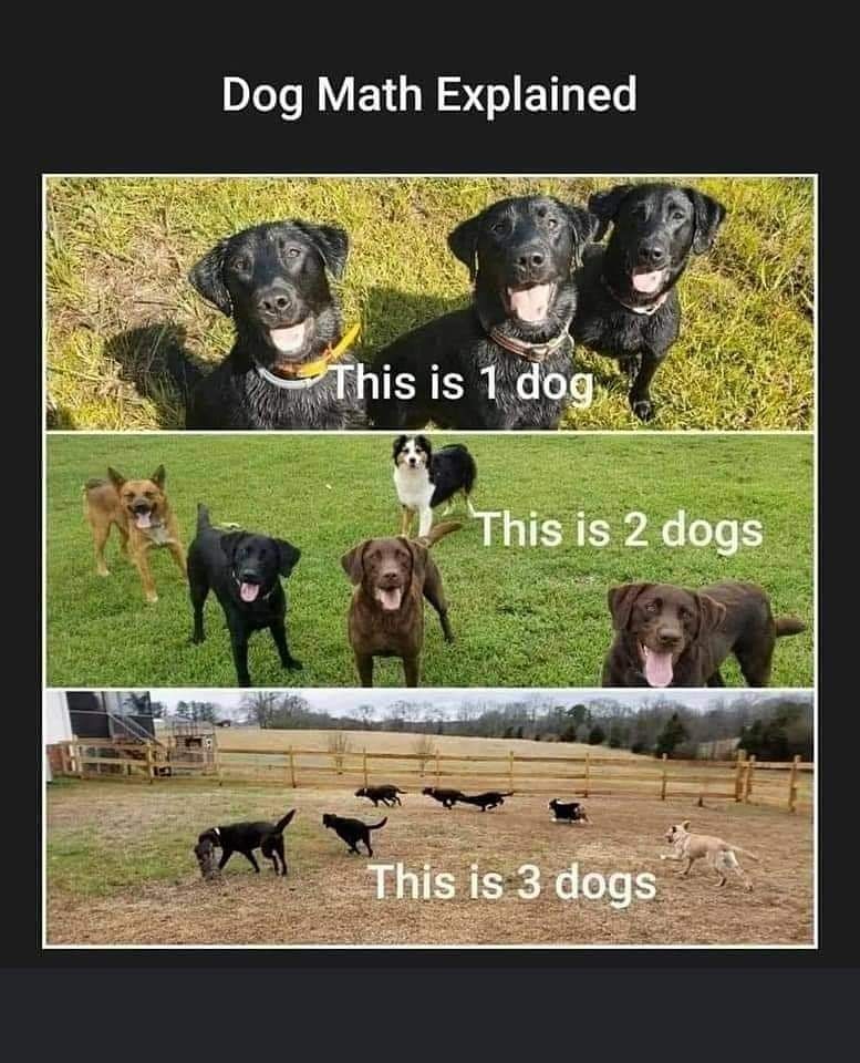 BestPawForward1's tweet photo. https://t.co/fZNFBhpYf3