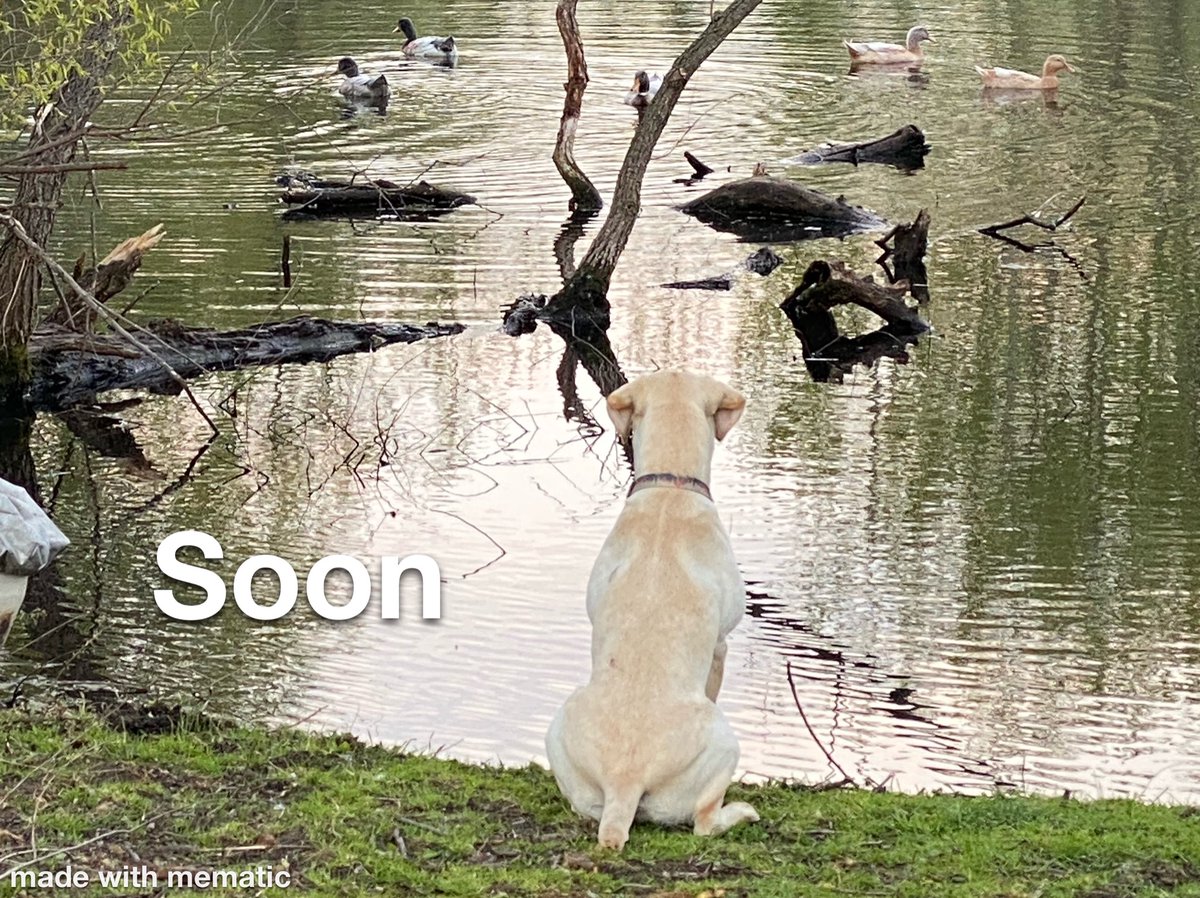 LabradorMemes's tweet photo. https://t.co/5Ddbv1MBOZ