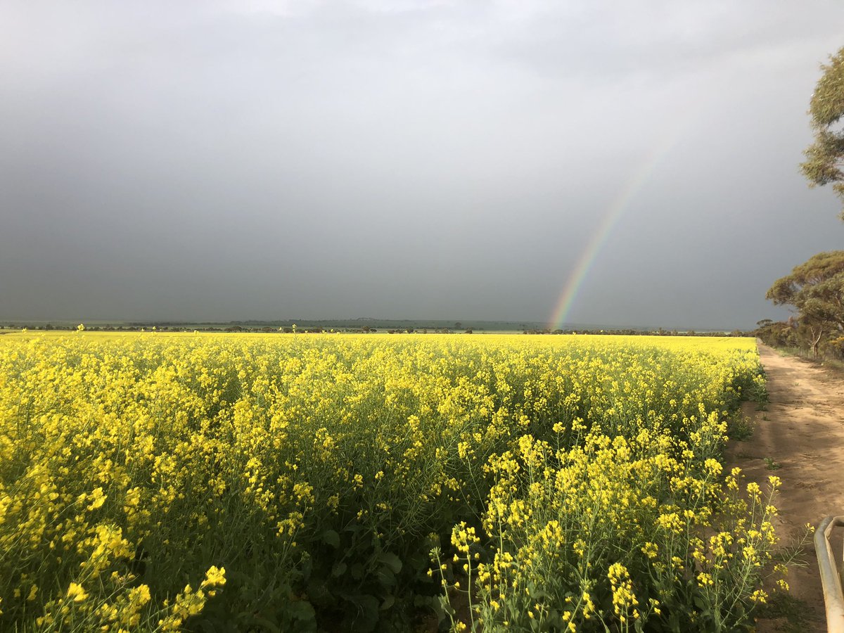 BonnyDunlopH's tweet photo. Did a croppy yesterday arvo in between glorious rain showers in #cowcowing you know the crop is looking ok when its high enough to cover most of @QuadeAgri Ella Furniss https://t.co/5oYp3Xdqts