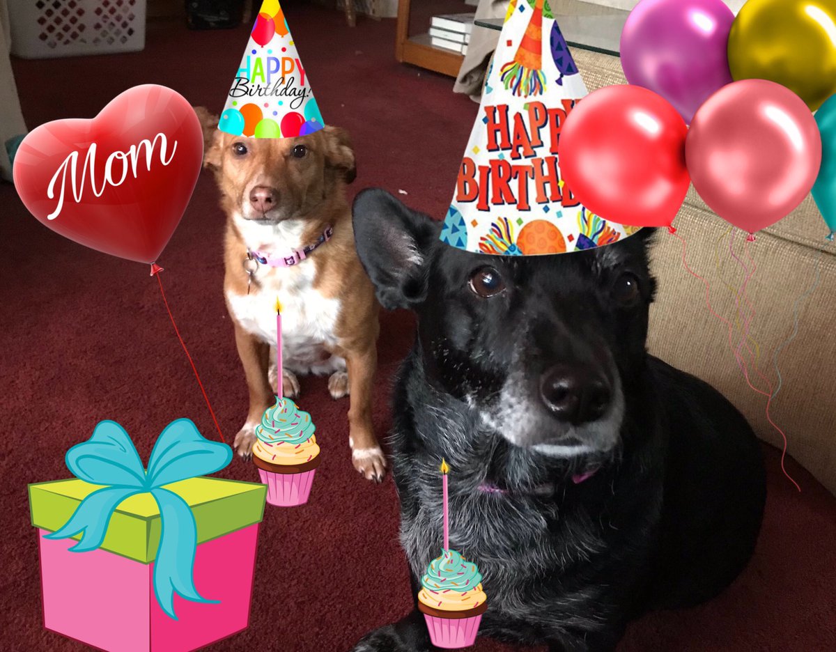 corganddox1215's tweet image. Otay pals we needs yoos help again!!! Momma birfday is in 5 days and we wants to get to 3000 followers! Can yoos retweet and help us give her a big surprise?!?! #zshq #theruffriderz #pawventures #theaviators #DogsofTwittter