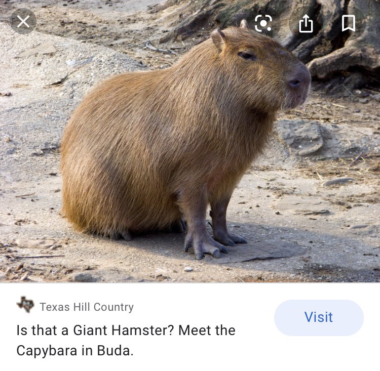 kyleklinger05's tweet photo. Was riding this morning in Austin &amp; just off the road I see this thing sitting on a rock like a little posh asshole. Had to Google ‘very judgmental Texas rodent’ to figure out what it was. I didn’t even know these were a thing. https://t.co/0nA2PoXUxs