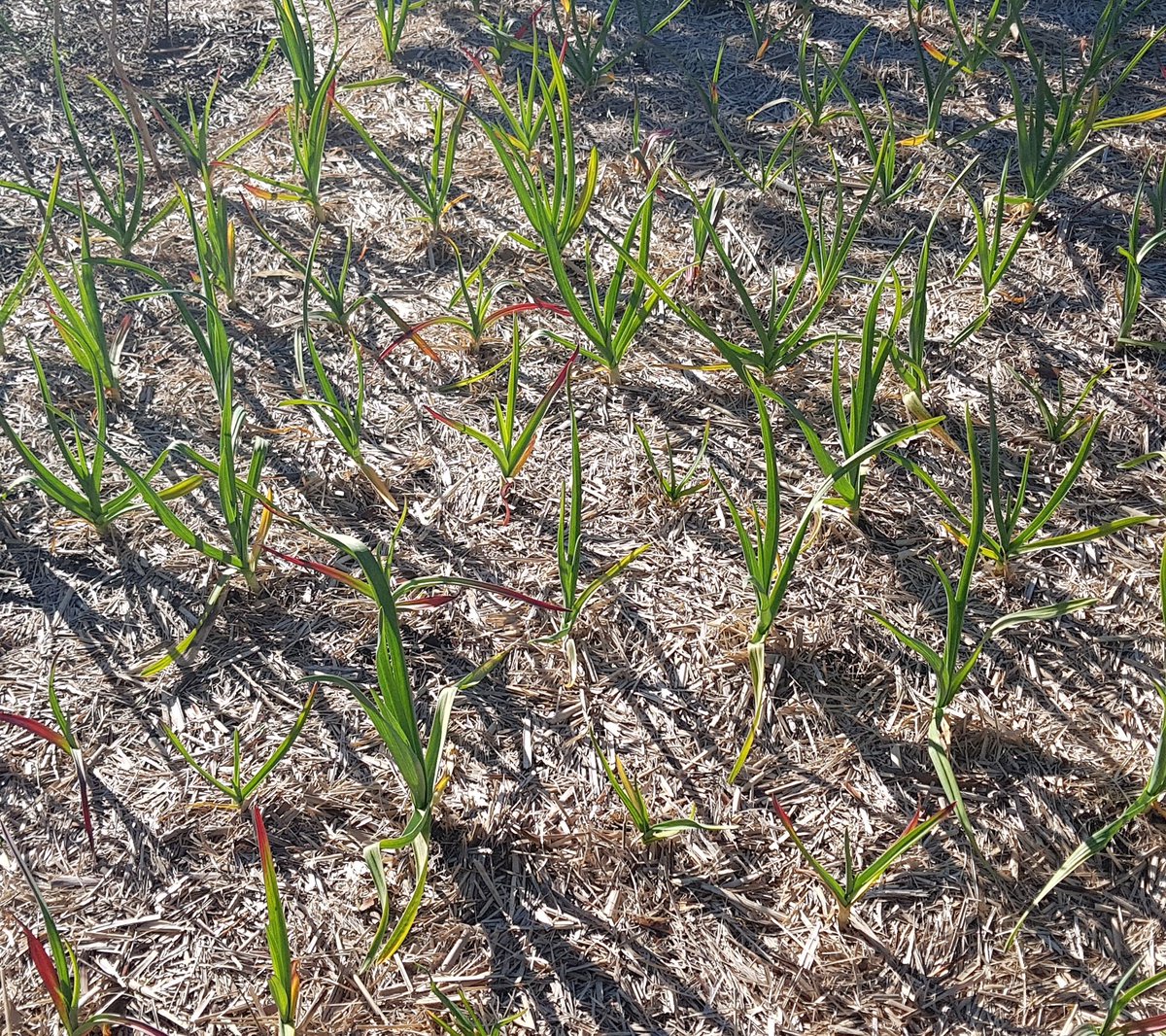 weezmgk's tweet photo. #garlic2020 in week 8 since planting on 13 June. Unusually, a couple were sampled by birds this season, probably the young magpie pair which have claimed our gardens &amp; often trot around, browsing the mulch. Not sweet or nutty, so the rest have been left alone. https://t.co/a1hlEJucSq