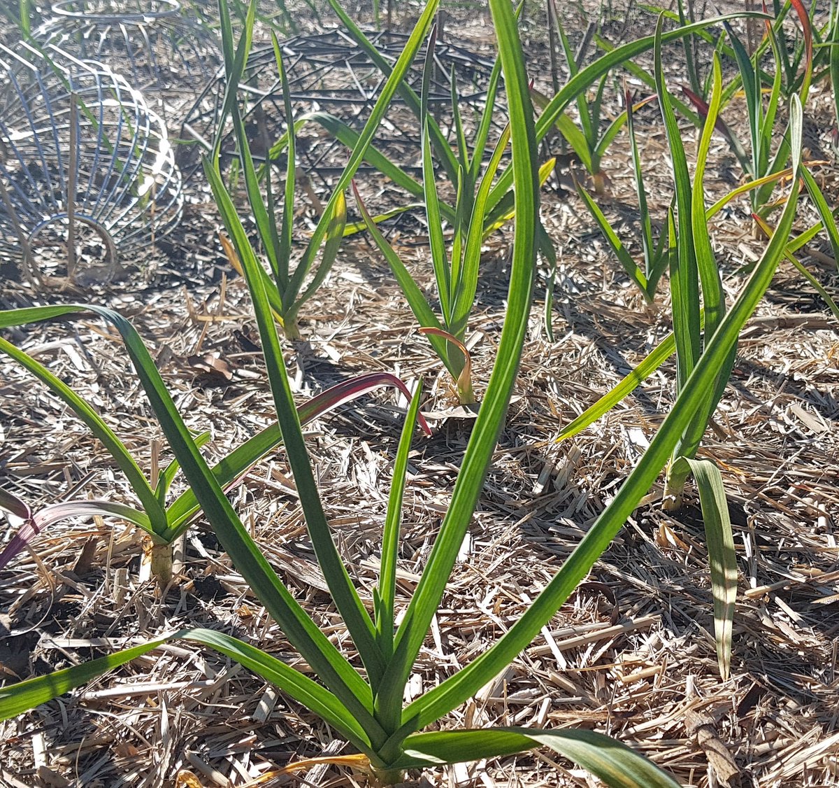 weezmgk's tweet photo. #garlic2020 in week 8 since planting on 13 June. Unusually, a couple were sampled by birds this season, probably the young magpie pair which have claimed our gardens &amp; often trot around, browsing the mulch. Not sweet or nutty, so the rest have been left alone. https://t.co/a1hlEJucSq