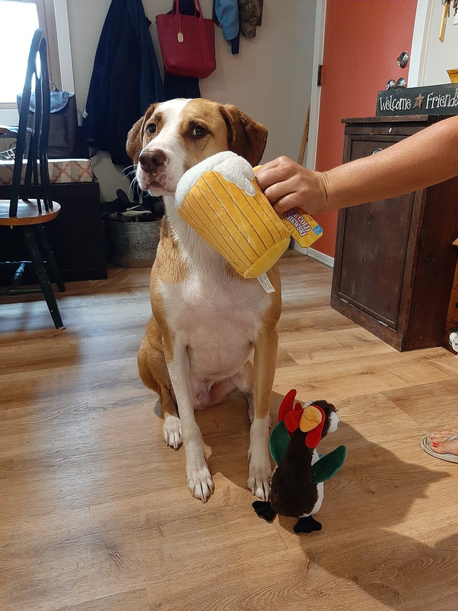 trish6677's tweet photo. Winston is enjoying the fair with is Ice Cold Chewski thanks to @barkbox https://t.co/WVKV8YO3gk